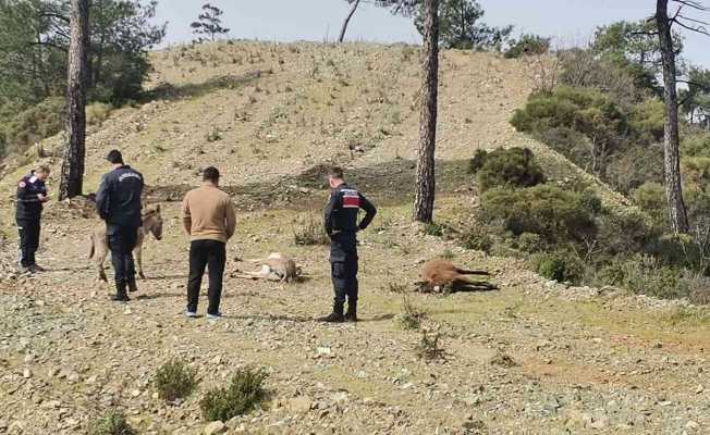Marmaris’te başıboş eşekler tüfekle vurulmuş halde bulundu