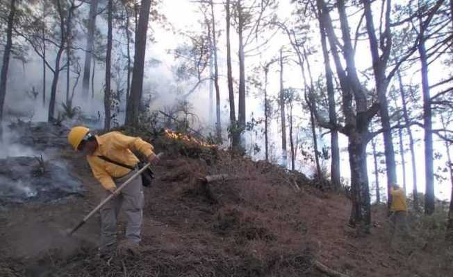 Meksika’da orman yangınlarıyla mücadele devam ediyor