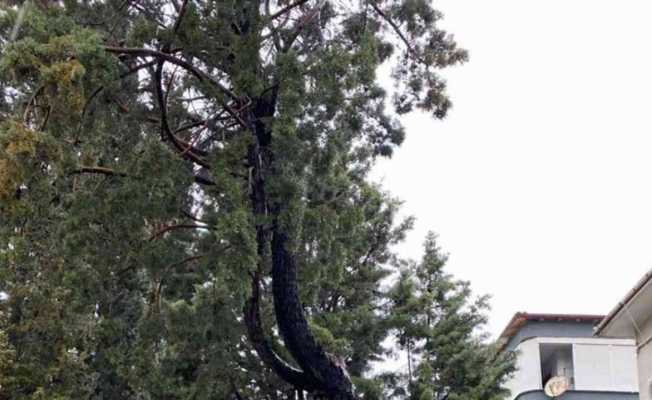 Menteşe’de tehlike arz eden ağaçlar kesiliyor
