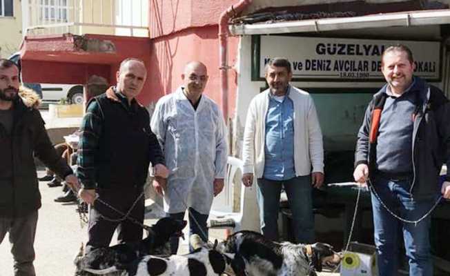 Mudanya’da av hayvanlarına kimlik
