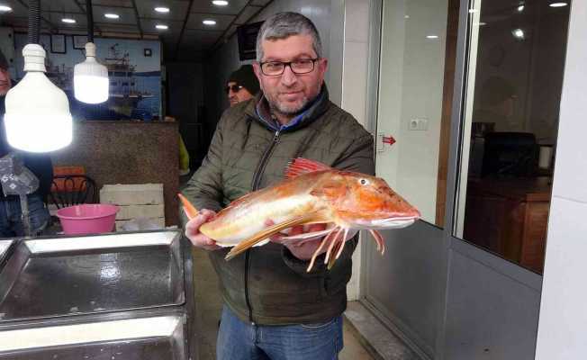 Nadir bulunan kırlangıç balığı ağlara takıldı