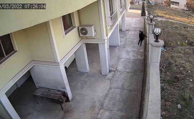 Okula giden kız çocuğu köpeklerin saldırısından duvardan atlayarak kurtuldu