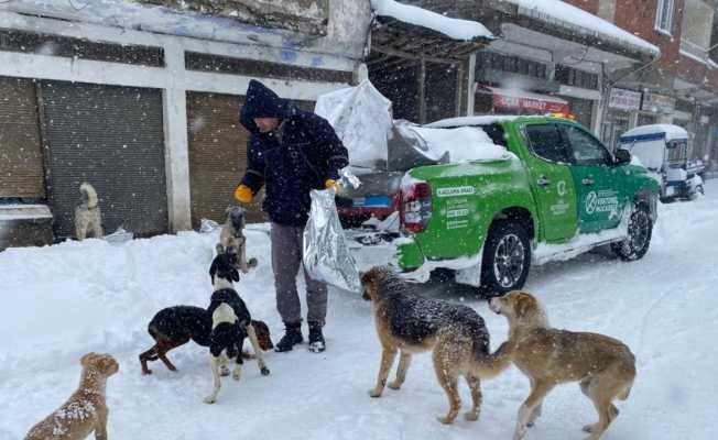 Ordu’da sokak hayvanlarını besleme seferberliği