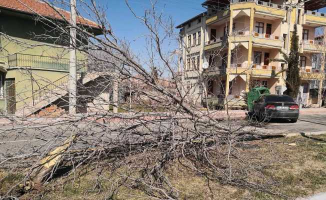 Otomobil refüjdeki ağacı söküp karşı şeritteki çöp konteynerine çarptı