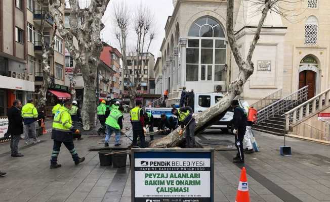 Pendik’te yarım asırlık çınar ağaçlarına baştan aşağı bakım