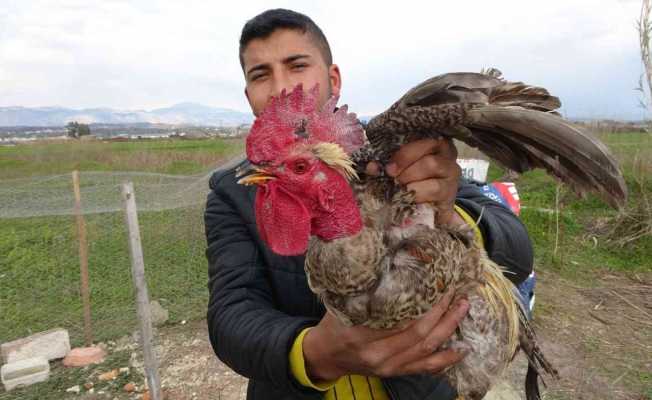 Sahibinin kesmeye kalktığı horoz ’Anne’ diye bağırmaya başlayınca kesilmekten kurtuldu