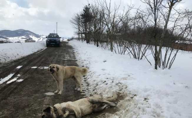 Samsun’da kangal cinsi köpek tüfekle öldürüldü