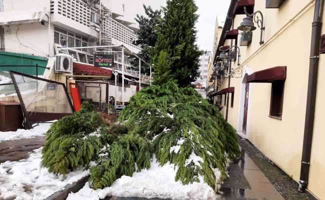 Samsun’da kar nedeniyle ağaç yıkıldı