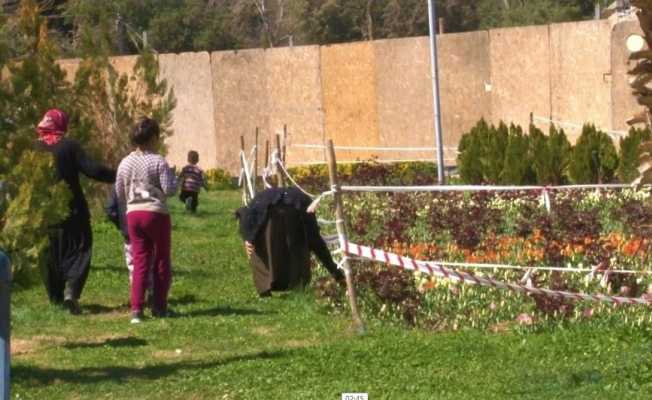 Şanlıurfa’da laleleri koparan kadın kameralara yakalandı