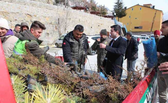 Sarıveliler ilçesinde vatandaşlara fidan dağıtıldı