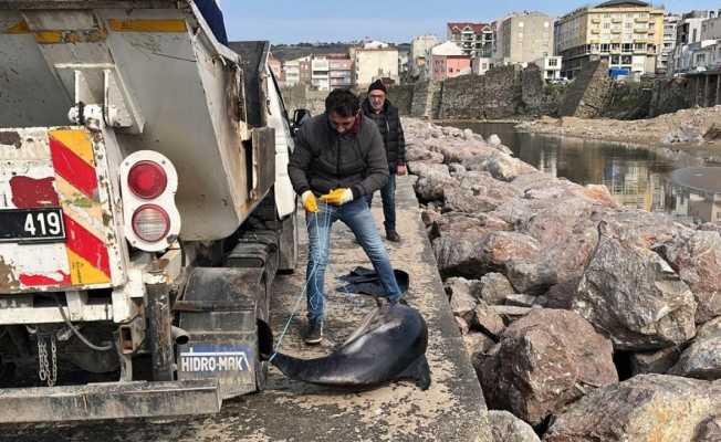 Sinop’ta ölü yunuslar kıyıya vurdu