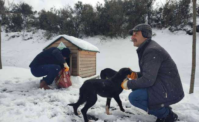Sokak hayvanları için büyük seferberlik