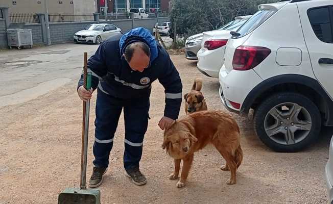 Sokak hayvanları temizlik görevlisinin en yakın dostu oldu