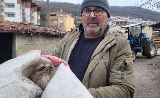 Tavuklarının yanında bulduğu yaralı şahini ekiplere teslim etti