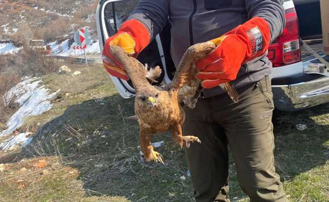 Tedavisi tamamlanan kızıl şahin doğaya bırakıldı