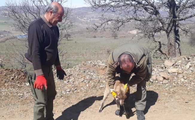 Tedavisi yapılan yavru yaban keçisi doğaya bırakıldı