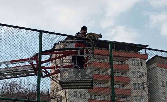 Tel örgülerde mahsur kalan kedi için seferberlik