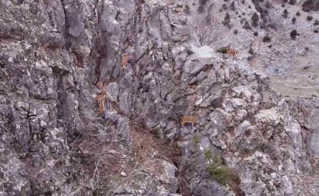 Toros Dağları’ndaki dağ keçisi sürüsü dron ile görüntülendi