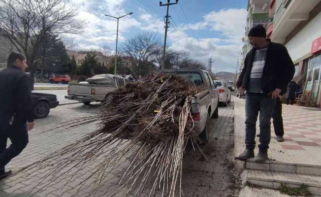 Tosya’da çiftçiye yüzde 50 hibeli fidan dağıtıldı