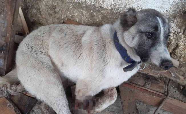 Tüfekle vurulan köpeğin ayağı parçalandı