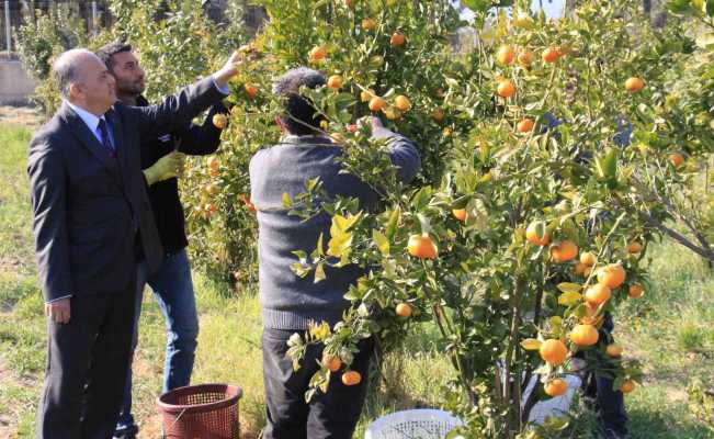 Turunçgilde sezonu uzatacak mandalina çeşidi geliştirildi, hasat başladı