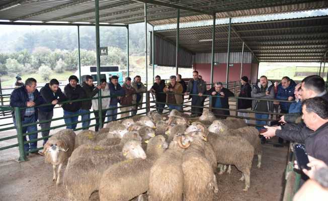 Üreticiye damızlık koç desteği