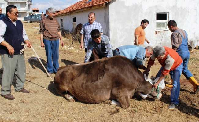 Uşak’ta gebe veya damızlık hayvan kesimi yasaklandı