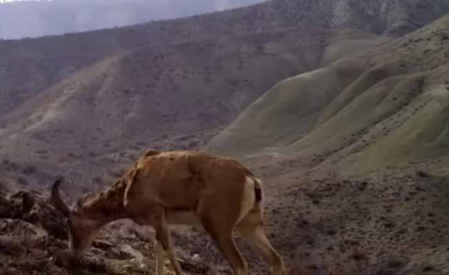 Yaban hayvanlarının görüntüsü sosyal medyada büyük ilgi gördü