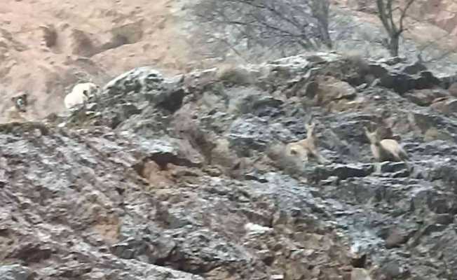 Yaban keçileri sokak köpeklerinin hedefi oldu