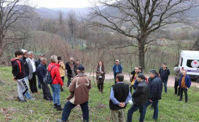 Yalova’da çiftçilere Trabzon hurması budama eğitimi