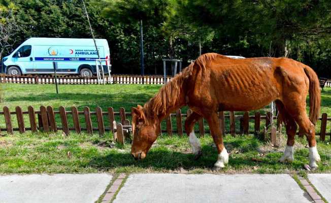 Yerde yatan yaralı atı Esenyurt Belediyesi kurtardı