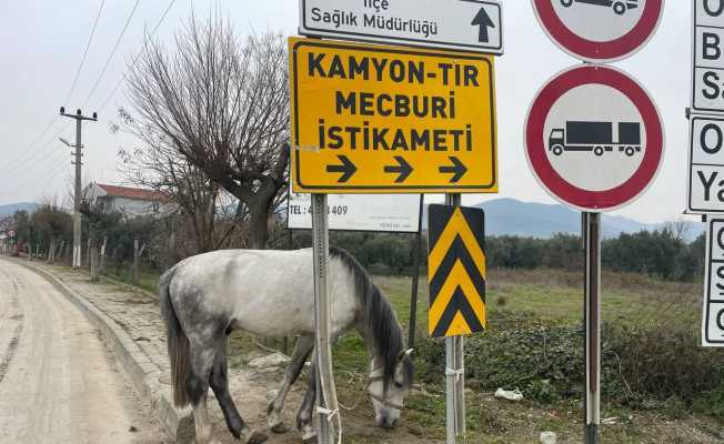 Yol ortasında ağaca bağlı atı görenler şoke oldu