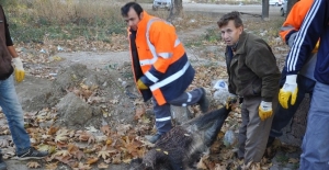 10 Kasım Törenlerinde Domuz Leşi Şoku