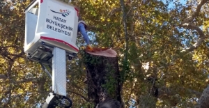 3 bin yıllık "Musa Ağacı"na bakım