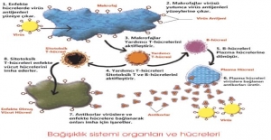 Bağışıklık sistemine dikkat