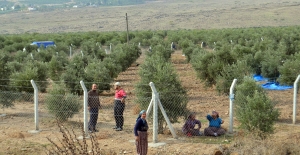 Çaldıkları araçla zeytin çalan 2 zanlıdan biri yakalandı