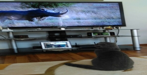 Entelektüel kedi günde 5 saat belgesel izliyor
