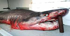 Çinekop ağına dev köpek balığı takıldı