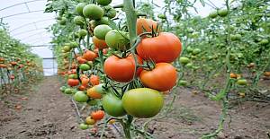 Soğuklar domates fiyatlarını yüzde 50 arttırdı