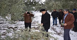 İznik Belediye Başkanı Osman Sargın Zeytin Üreticileriyle Birlikte Zeytinlikleri Gezdi