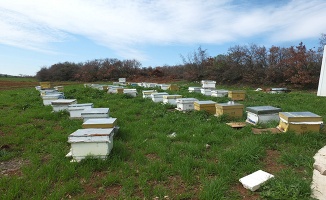 Kuraklık arıları vurdu, üretim düştü