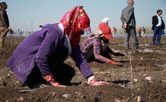 Tarım işçisi kadınların 1 saatlik ücreti: 4 lira 45 kuruş