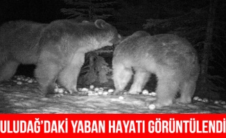 Uludağ'ın yaban hayatı fotokapanlarla görüntülendi