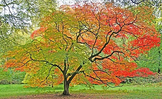 Akçe (Acer) Ağacının Faydaları