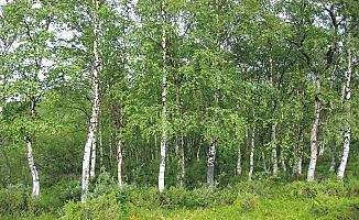 Akhuş Ağacı (Kayın Ağacı)nın Faydaları