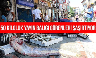 Meriç Nehri'nde 50 kiloluk yayın balığı yakalandı