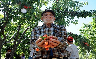 "Rusya pazarı kiraz üreticisini rahatlattı"