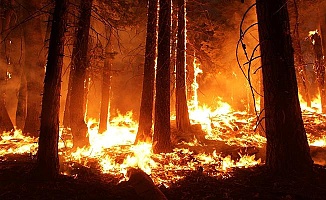 Bursa Orhaneli'de Orman Yangını