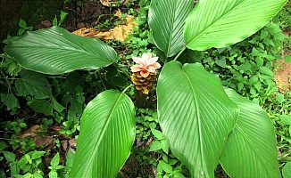 Ararot (Maranta Nişastası) Faydaları