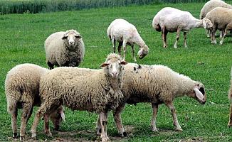 Bursa'da Çoban Dere Kenarında Ölü Bulundu